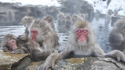 Meet Wild Snow Monkey in Nagano 