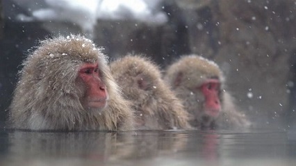 Meet Wild Snow Monkey in Nagano 