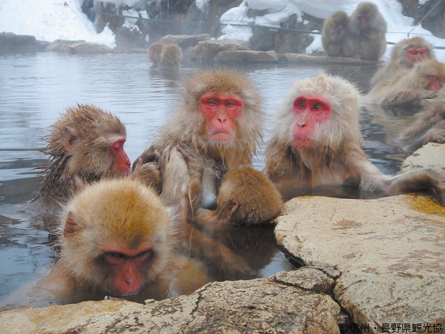 We Have the Best Japan Tours at Japan Deluxe Tour
