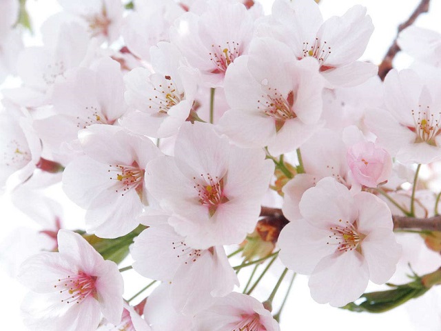 Our Years of Experience Have Taught Us How to Design the Best Japan Tours