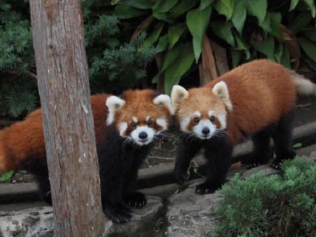 Nogeyama Park in Yokohama