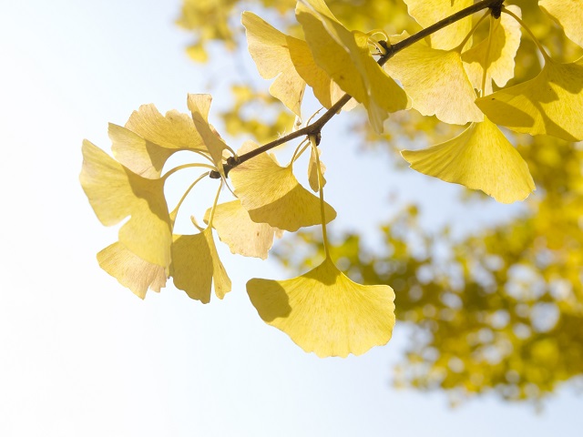Beauty of Autumn Leaves