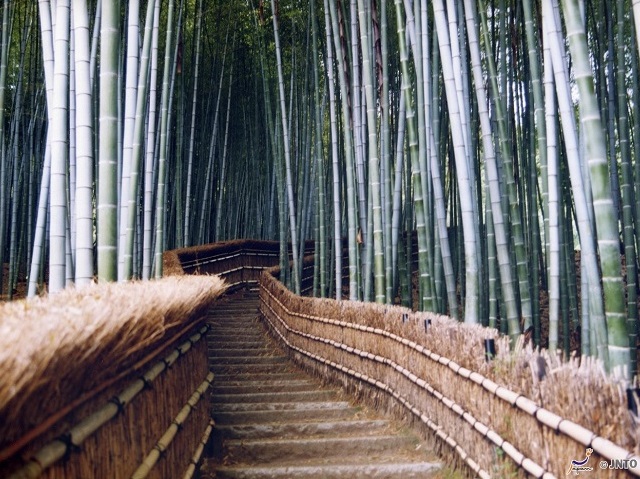 The best spots to photograph when you tour Kyoto