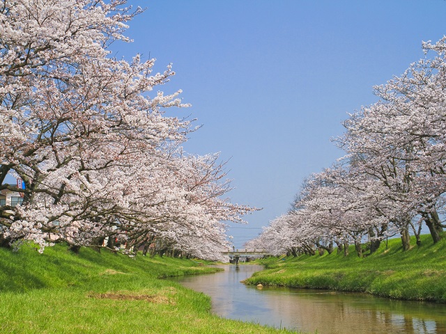 Cherry Blossom and Creek