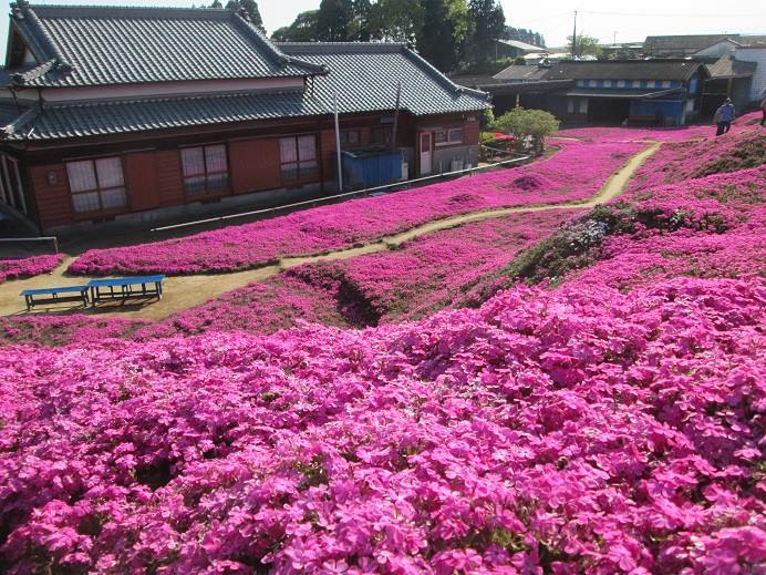 Love Story in Pink