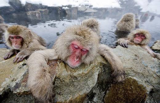 Onsen (hot Spring) is soaked by not only people but also monkeys.