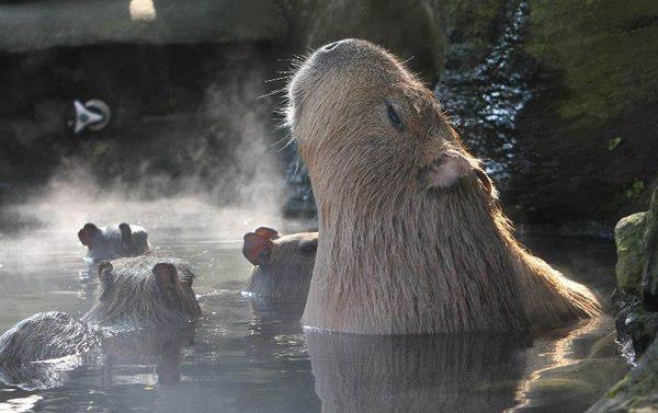 Everyone loves Onsen (Hot Spring)