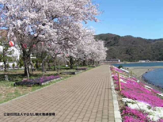 Lake Kawaguchi Cherry Blossom Festival