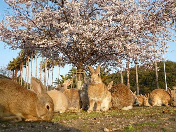 Bunny Island