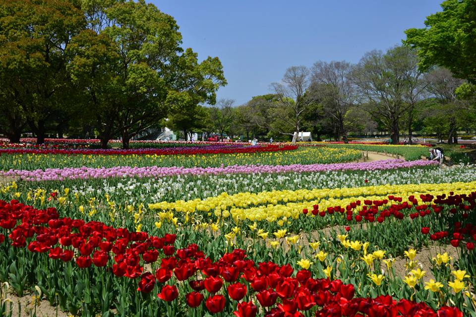 Beautiful Flower Park