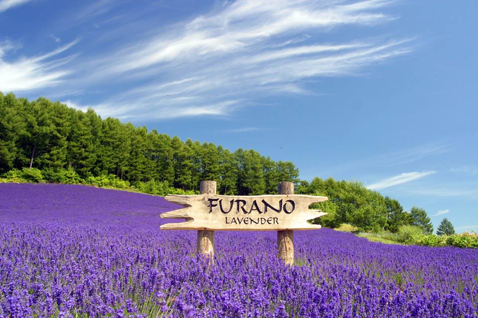 Lavender fields in Hokkaido