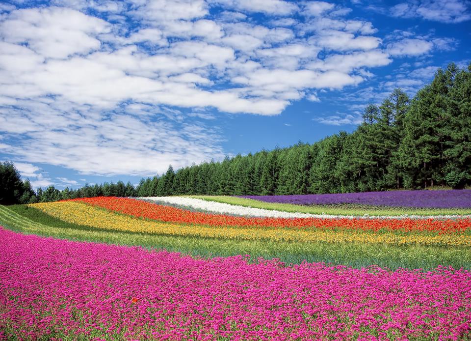 Beautiful carpet of lavender