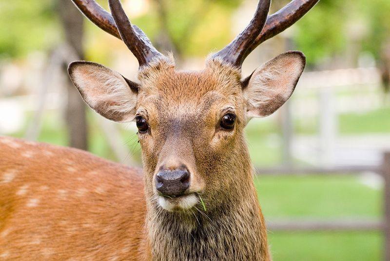 Nara Park