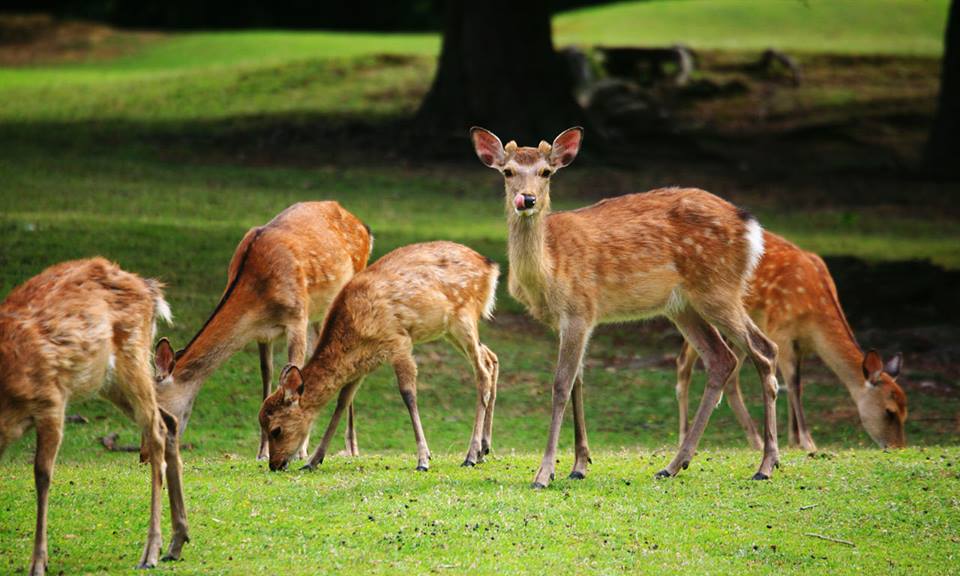 Park Famous for its Deer