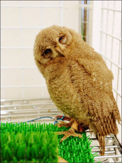 Owl Cafe!
