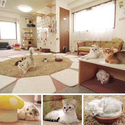 Japan Pop: Fussy paws with Tea: Cat Café in Japan