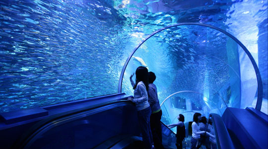 One of Japan's Top Aquariums