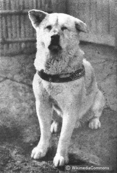 The true story about Hachi - the most famous dog in Japan | Shibuya