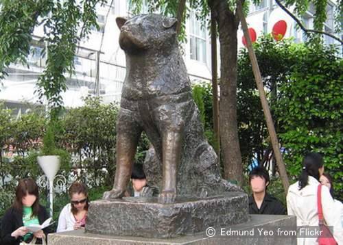 The true story about Hachi - the most famous dog in Japan