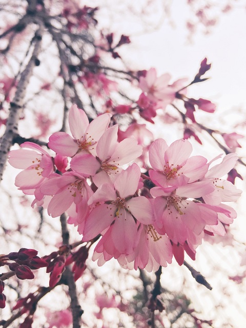 Essence of Spring - Cherry Blossom Tour