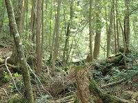 Aokigahara Suicide Forest