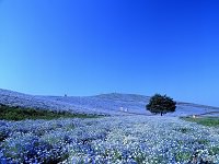 Hitachi Seaside Park