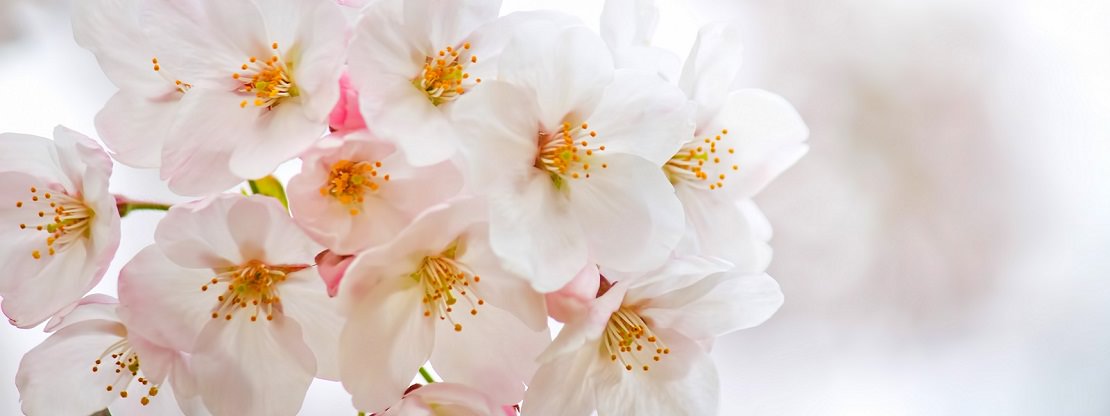 Cherry Blossoms - Sakura