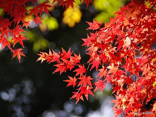 Japanese Autumn Leaves