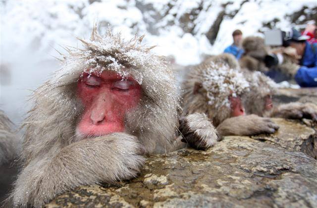 “Jigokudani Monkey Park”