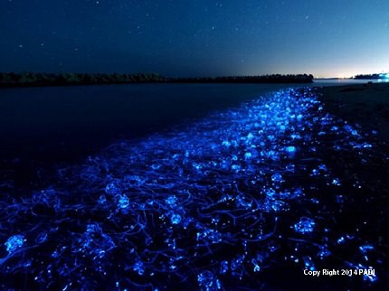 Toyama Bay | Firefly Squids Light Up the Bay