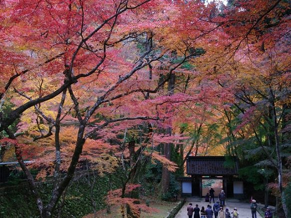 Nagoya Korankei | Beautiful Autumn Colors in the Valley