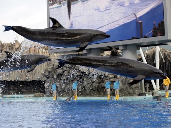 Nagoya Aquarium | One of the World's Largest Outdoor Tanks