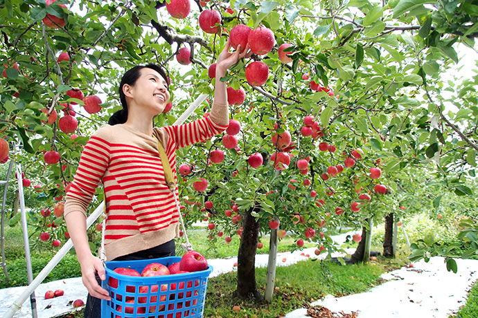 Tochigi in autumn is the kingdom of fruits