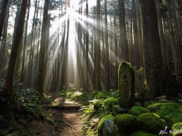 Wakayama Kumano Kodo | Spiritual Pilgrimage Route