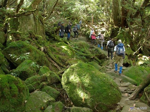 Kagoshima Yakushima | Shiratani Unsuikyo