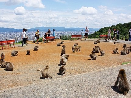 kyoto monkey park