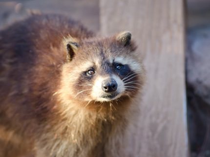 Tanuki | Japanese Racoon Dogs | Japan Deluxe Tours