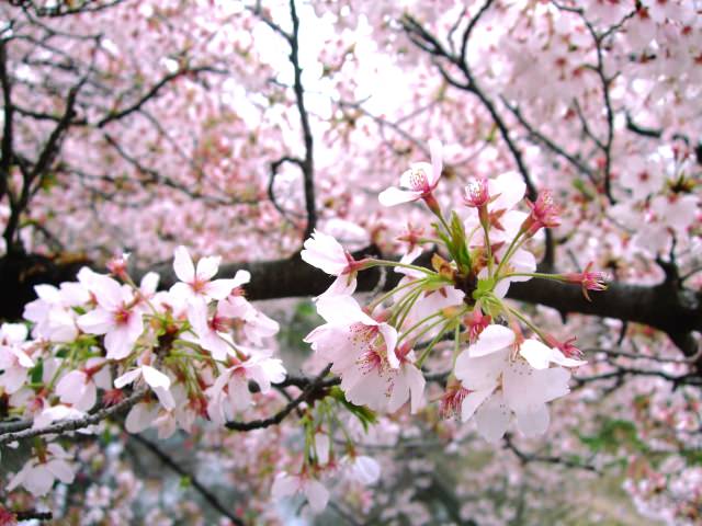 What is Sakura or Cherry Blossom Season?