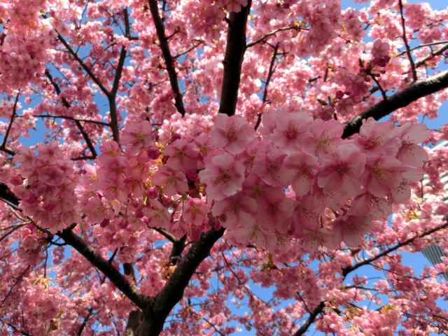 Japan's Cherry Blossom Craze