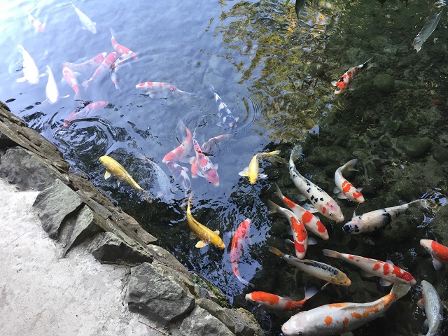 Japanese Koi Fish Pond