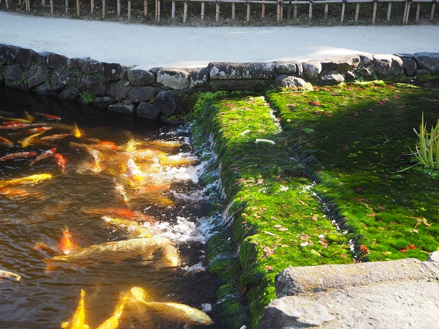 Japanese fish shop in pond