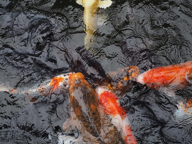 Feeding the Koi