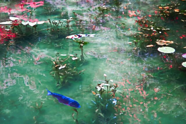 Travel Japan: Pond of Monet