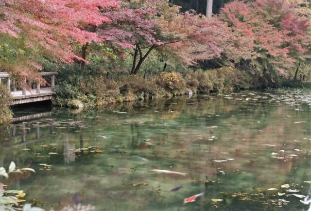 Pond that looks like a Painting