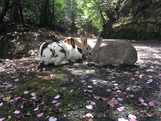 Okunoshima, Rabbit Island