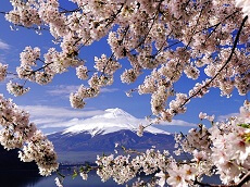 Mt. Fuji