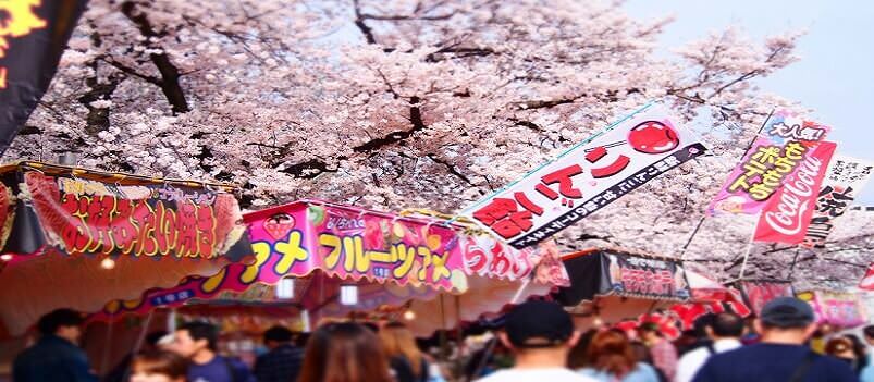 Shibazakura Festival | Hiroshima<span class=