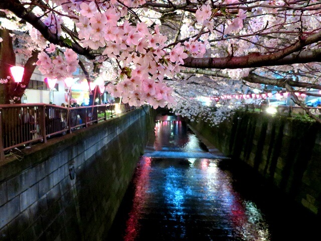 2019 Cherry Blossom Season is ALMOST Here!