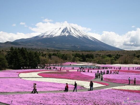 New Japan Tours, Shibazakura Flower Festival