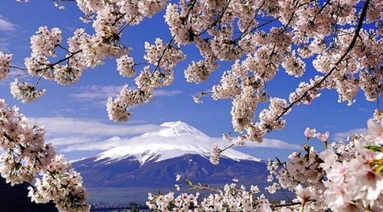 Essence of Spring | Japan Cherry Blossom Tours 2020